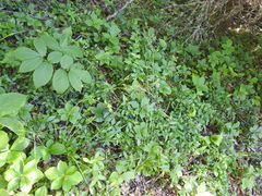 Piptatheropsis canadensis