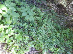 Piptatheropsis canadensis