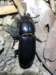 Aulacocyclus