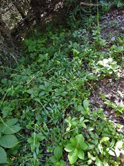 Piptatheropsis canadensis