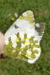 Euchloe simplonia