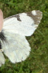 Euchloe simplonia