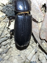 Aulacocyclus