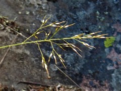 Piptatheropsis canadensis