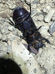 Aulacocyclus