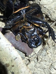 Aulacocyclus