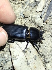 Aulacocyclus