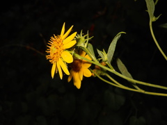 Helianthus californicus