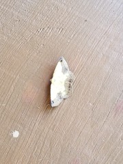 Antepione thisoaria