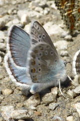 Polyommatus eros