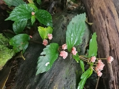 Lecanthus peduncularis