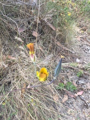 Calochortus clavatus