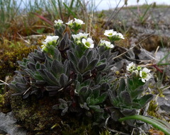 Draba incana