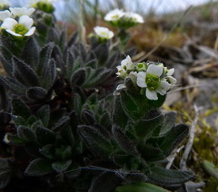 Draba incana