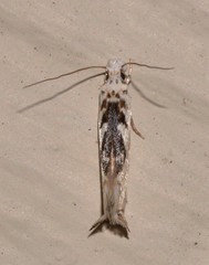 Erechthias mystacinella