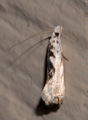 Erechthias mystacinella