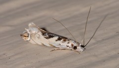Erechthias mystacinella