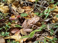 Ghatixalus variabilis