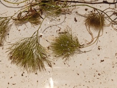 Ranunculus schmalhausenii