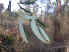 Eucalyptus tenuiramis