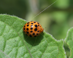 Henosepilachna sumbana