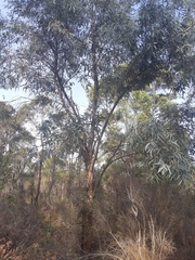 Eucalyptus tenuiramis
