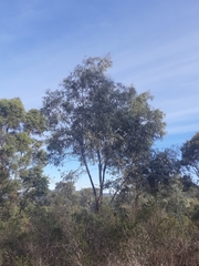Eucalyptus tenuiramis