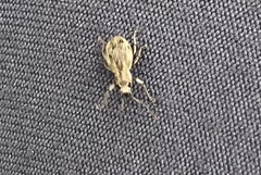 Calomycterus setarius