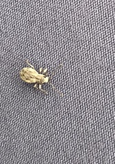 Calomycterus setarius