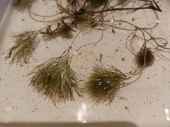 Ranunculus schmalhausenii