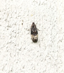 Apotomis betuletana