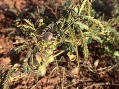 Neptunia dimorphantha