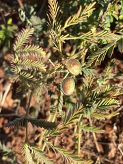 Neptunia dimorphantha