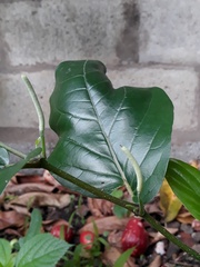 Piper tuberculatum