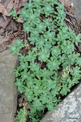 Sedum glaucophyllum