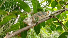 Polychrus marmoratus