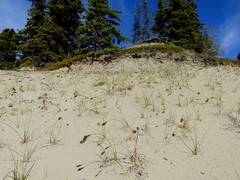 Carex sabulosa