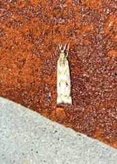 Microcrambus kimballi