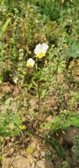 Viola × contempta