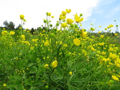 Ranunculus baldshuanicus