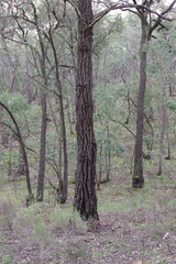 Eucalyptus tricarpa