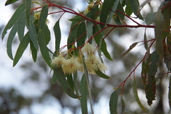 Eucalyptus tricarpa