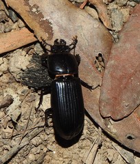 Aulacocyclus
