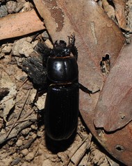 Aulacocyclus