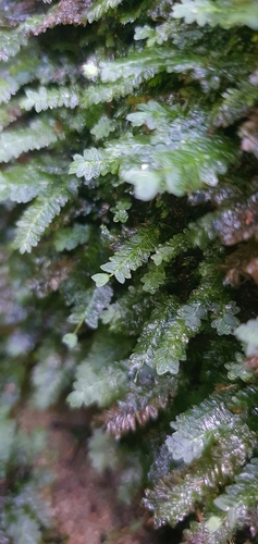 Image of Mesochaete undulata by (c) Andrew Orme, some rights reserved (CC BY)