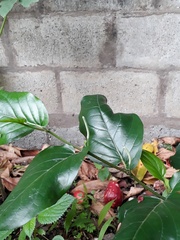 Piper tuberculatum