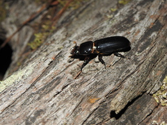 Aulacocyclus