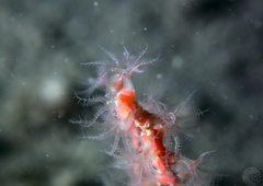 Callistephanus rosea