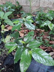 Piper tuberculatum