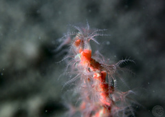 Callistephanus rosea